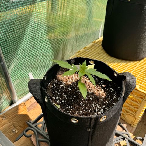 Moby Dick Auto growlog timeline photo