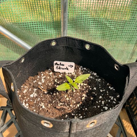 Afhgan skunk  growlog timeline photo