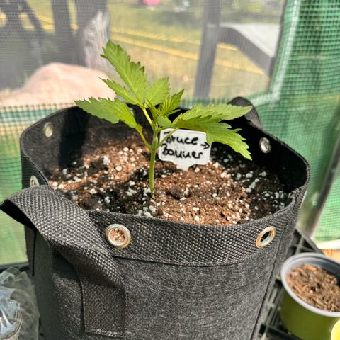 Moby Dick Auto growlog timeline photo