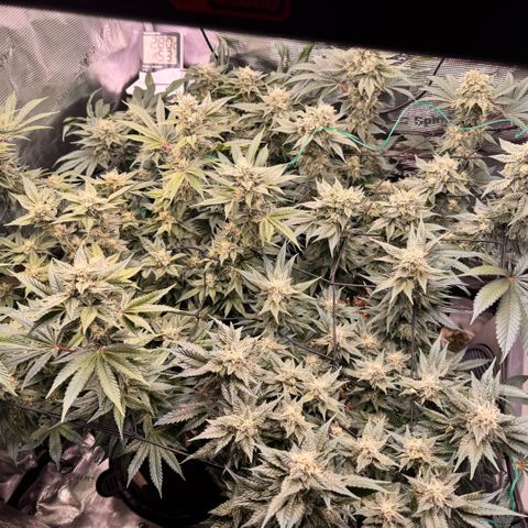 Moby Dick Auto growlog timeline photo