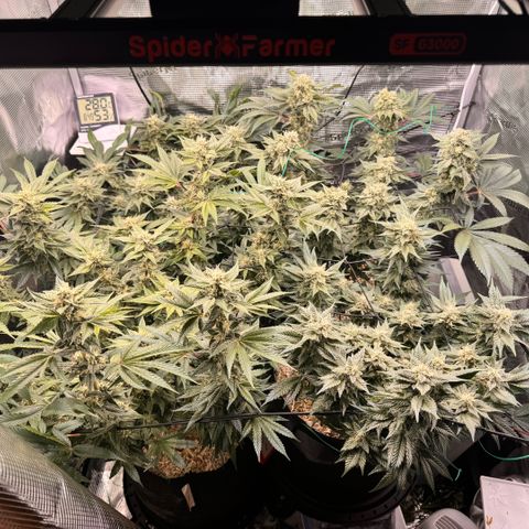 Moby Dick Auto growlog timeline photo