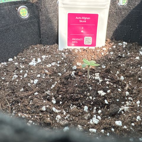 Afhgan skunk 1 growlog timeline photo