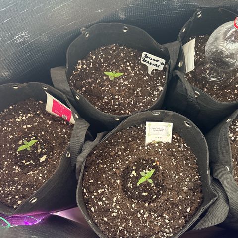 Afhgan skunk 1 growlog timeline photo