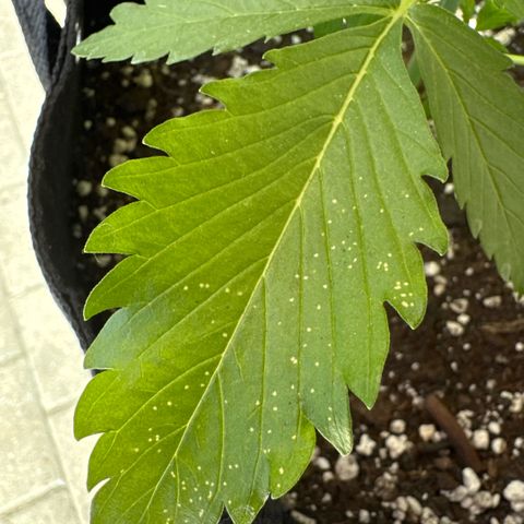 Bruce Banner  growlog photo: Wahrscheinlich Blattlaus Befall 