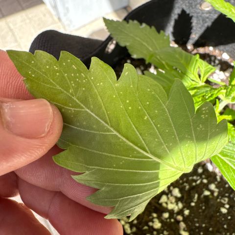 Bruce Banner  growlog photo: Wahrscheinlich Blattlaus Befall 