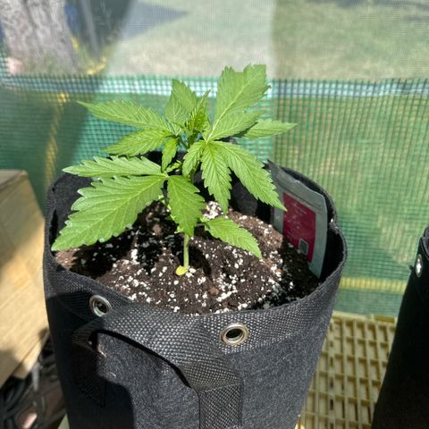 Afhgan skunk 1 growlog timeline photo