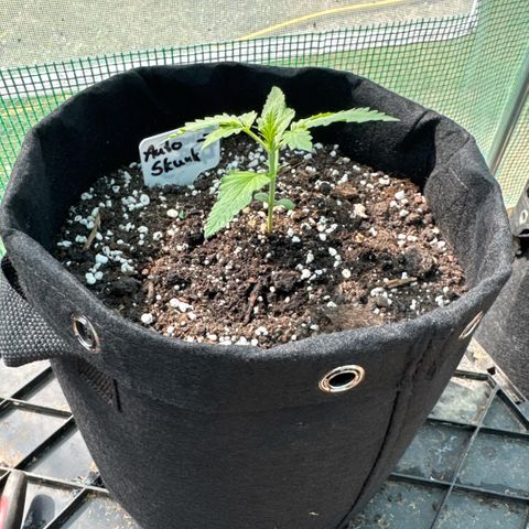 Afhgan skunk  growlog timeline photo