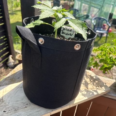 Bruce Banner  growlog timeline photo