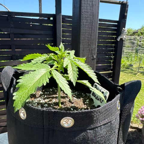 Bruce Banner  growlog timeline photo