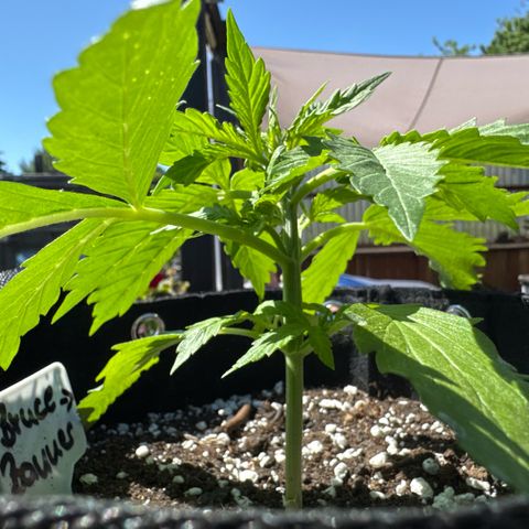 Bruce Banner  growlog timeline photo