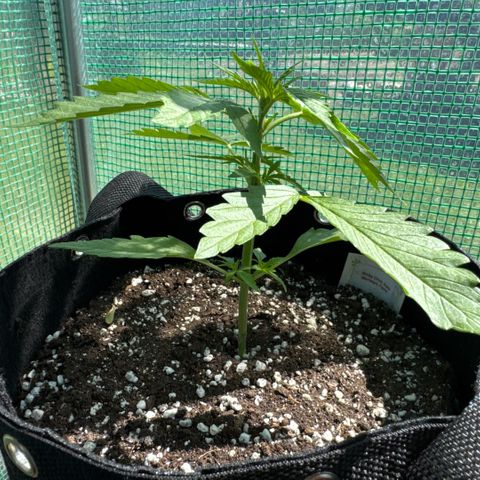 Moby Dick Auto growlog timeline photo