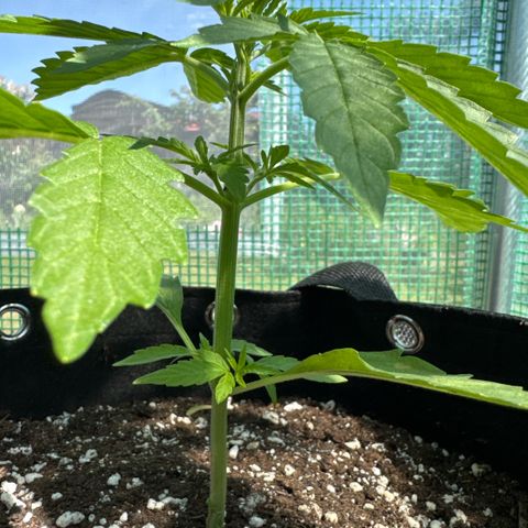 Moby Dick Auto growlog timeline photo