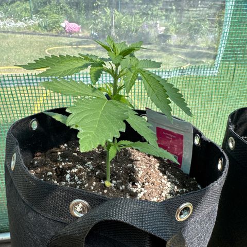 Afhgan skunk 1 growlog timeline photo