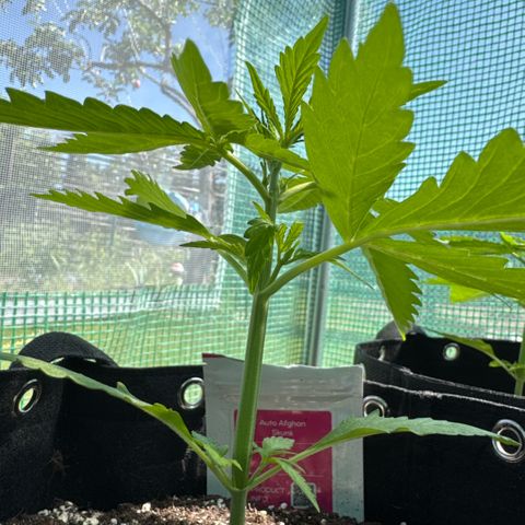 Afhgan skunk 1 growlog timeline photo