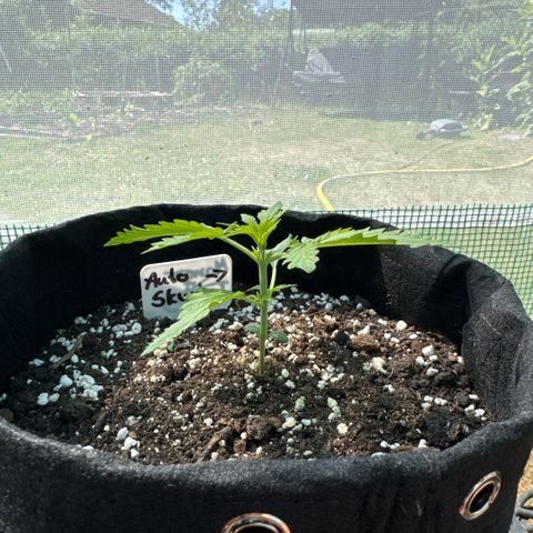 Afhgan skunk  growlog timeline photo