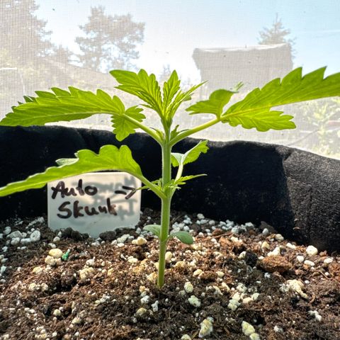 Afhgan skunk  growlog timeline photo