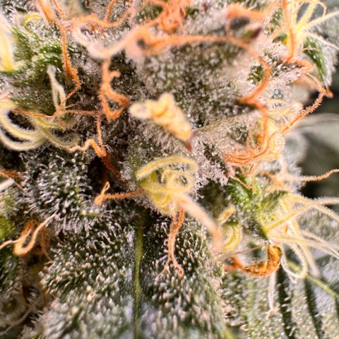 Acapulco Gold growlog timeline photo