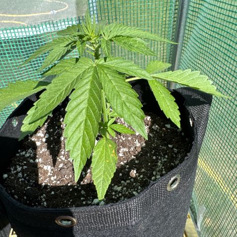 Moby Dick Auto growlog timeline photo