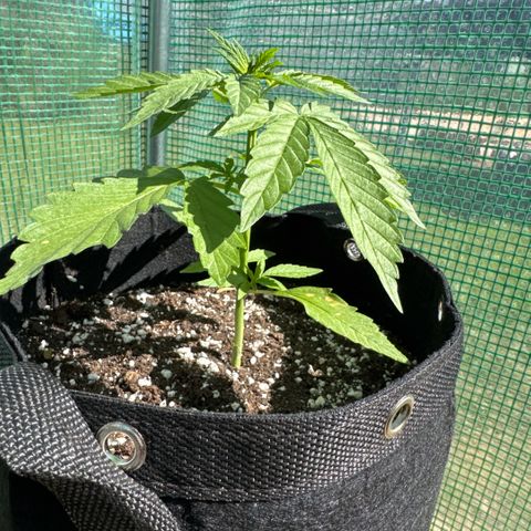 Moby Dick Auto growlog timeline photo