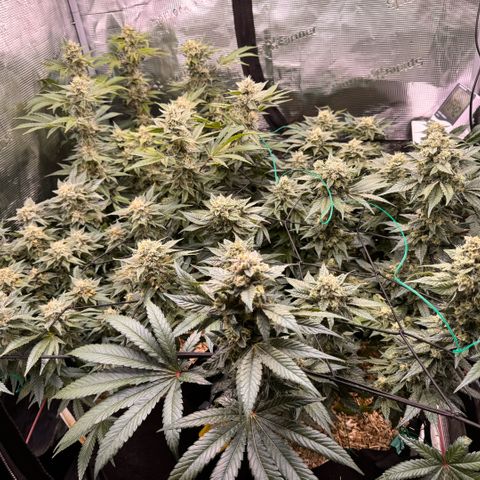 Acapulco Gold growlog timeline photo