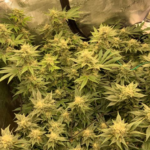 Acapulco Gold growlog timeline photo