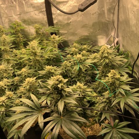 Acapulco Gold growlog timeline photo