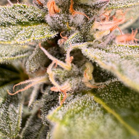 Acapulco Gold growlog timeline photo