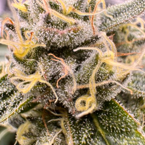 Acapulco Gold growlog timeline photo