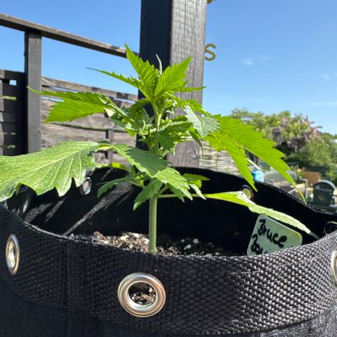 Bruce Banner  growlog timeline photo