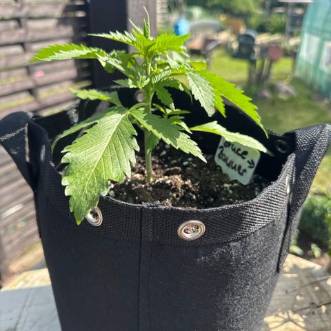 Bruce Banner  growlog timeline photo