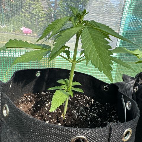 Afhgan skunk 1 growlog timeline photo