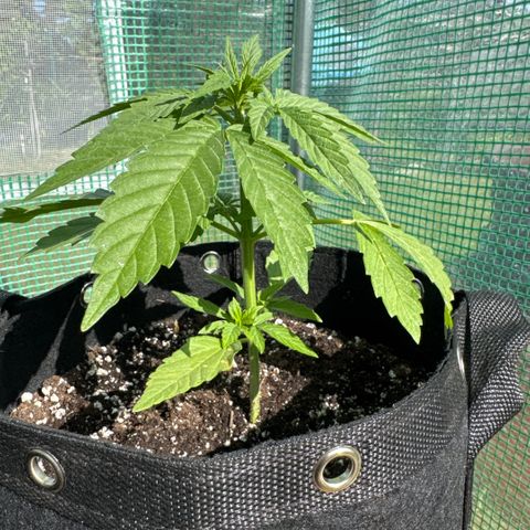 Moby Dick Auto growlog timeline photo