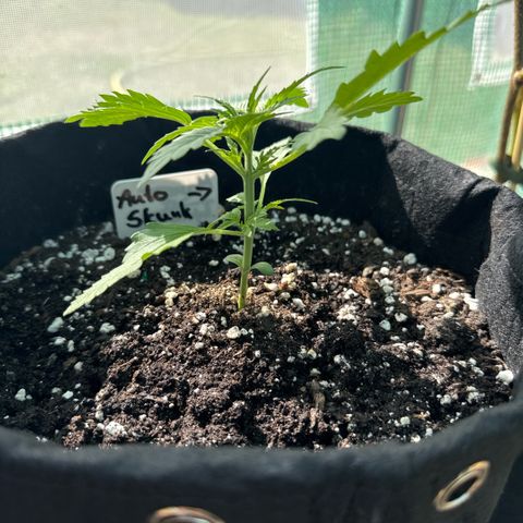 Afhgan skunk  growlog timeline photo