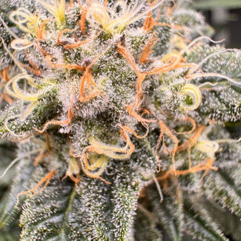 Acapulco Gold growlog timeline photo