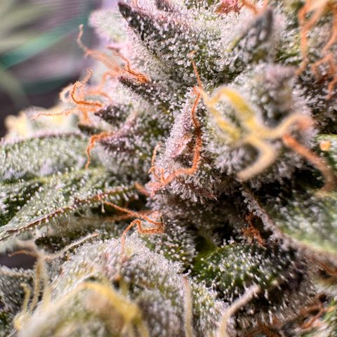 Super Lemon Haze growlog timeline photo