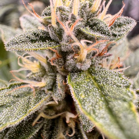 Super Lemon Haze growlog timeline photo