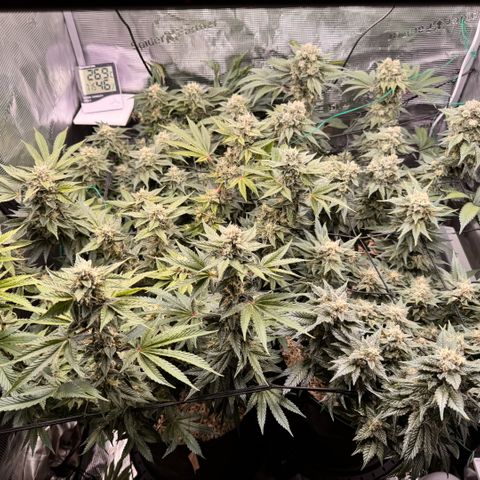 Acapulco Gold growlog timeline photo