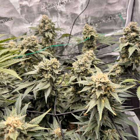 Acapulco Gold growlog timeline photo