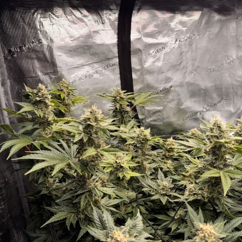 Super Lemon Haze growlog timeline photo