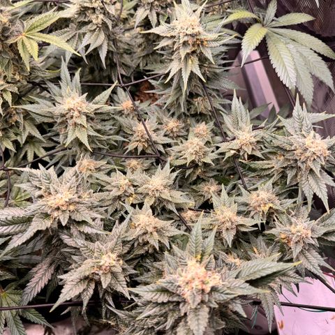 Super Lemon Haze growlog timeline photo