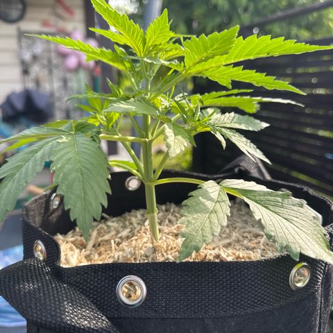 Bruce Banner  growlog timeline photo