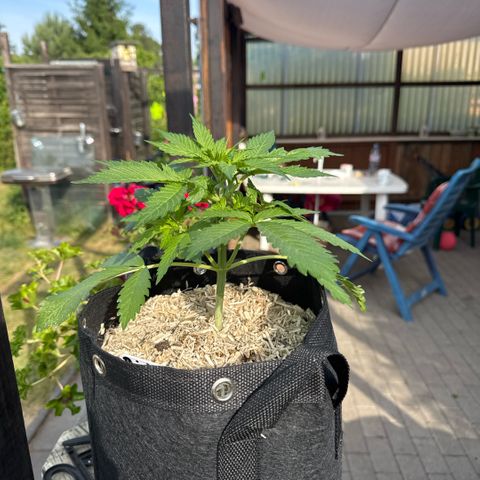 Bruce Banner  growlog timeline photo