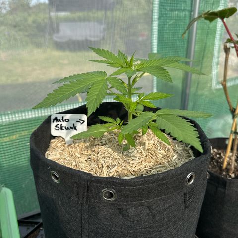Afhgan skunk  growlog timeline photo