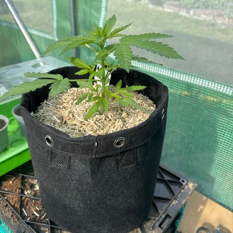 Afhgan skunk  growlog timeline photo