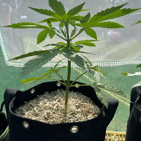 Moby Dick Auto growlog timeline photo