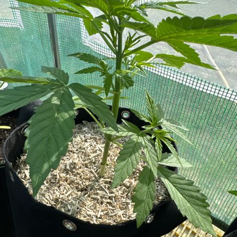 Moby Dick Auto growlog timeline photo