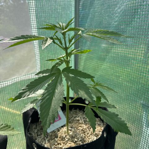 Afhgan skunk 1 growlog timeline photo