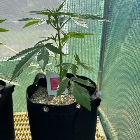 Afhgan skunk 1 growlog timeline photo