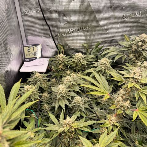 Acapulco Gold growlog timeline photo