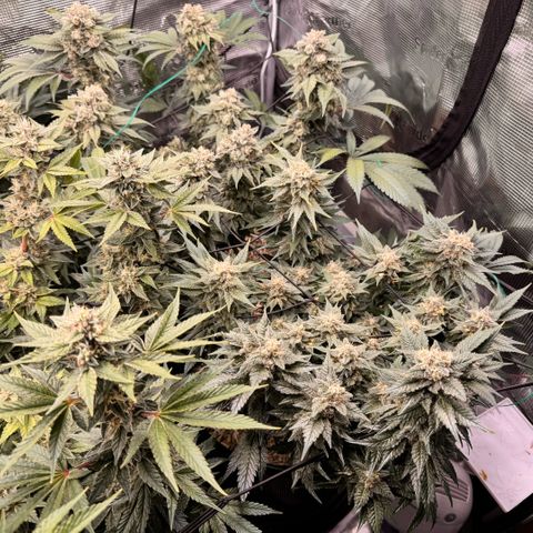 Super Lemon Haze growlog timeline photo